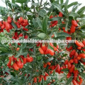 Extracto de Wolfberry / 20%, 50% polisacárido / Goji Berry / lycium barbarum / chino wolfberry